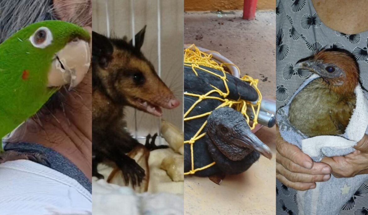 Ipaam resgata quatro animais silvestres após acionamento da população em Manaus