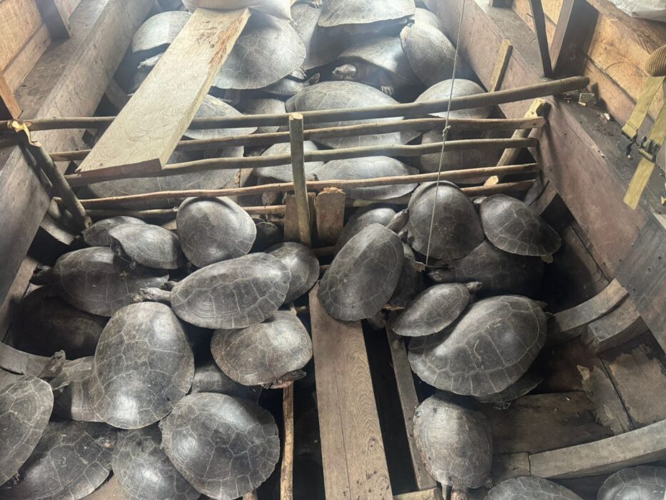 Caçador ilegal é preso com mais de quatro toneladas de quelônios em Canutama