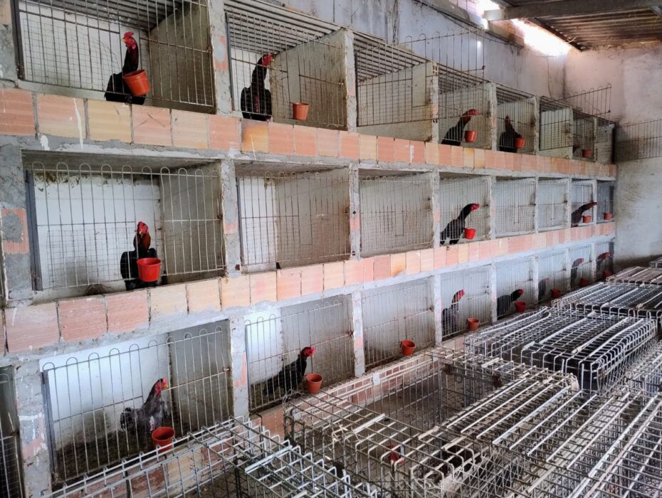 Polícia prende duas pessoas por maus-tratos a animais em bairros da zona norte de Manaus