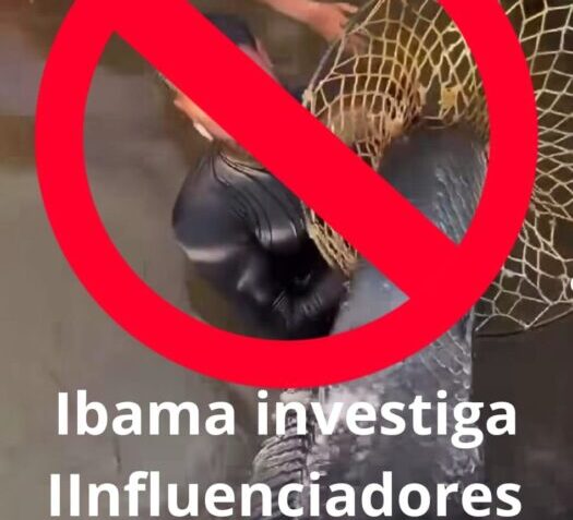Ibama abre investigação após influenciadores interagirem com pirarucus no Rio Negro