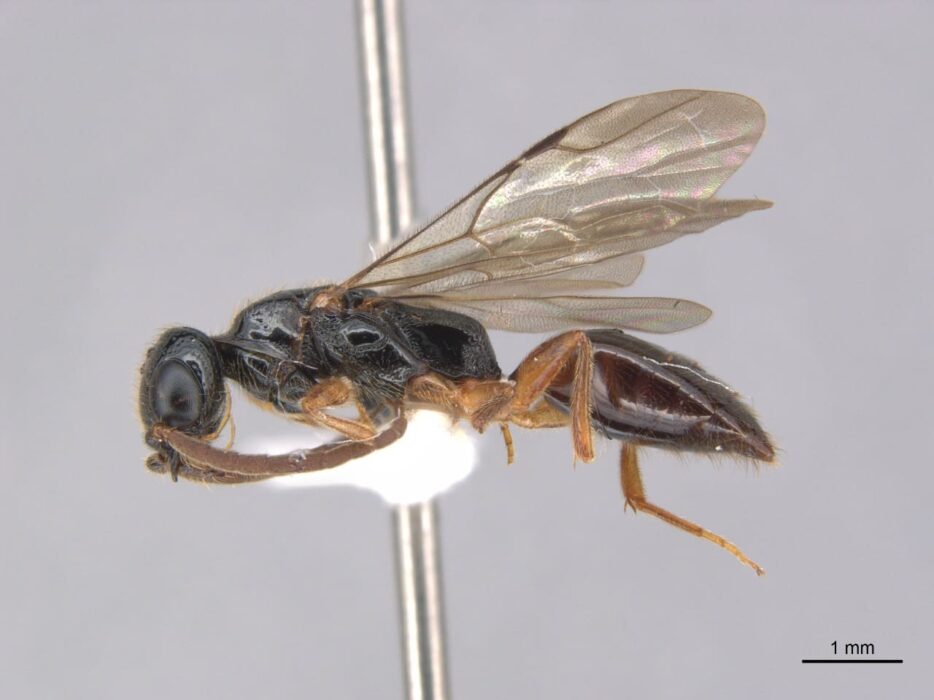 No Dia do Biólogo, pesquisadores comemoram a descoberta de 33 espécies inéditas de vespas na Amazônia