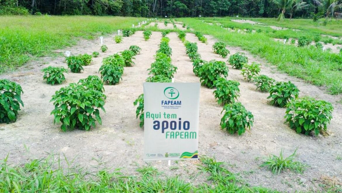 Pesquisa apoiada pelo Governo do Amazonas aponta alternativas para reduzir perdas causadas por fungos e aumentar a produtividade da pimenta-de-cheiro