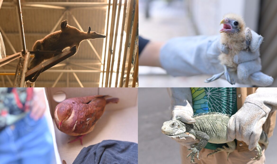 Pariri, iguana, gaviões-pedrês e tamanduá são resgatados pelo Ipaam em Manaus