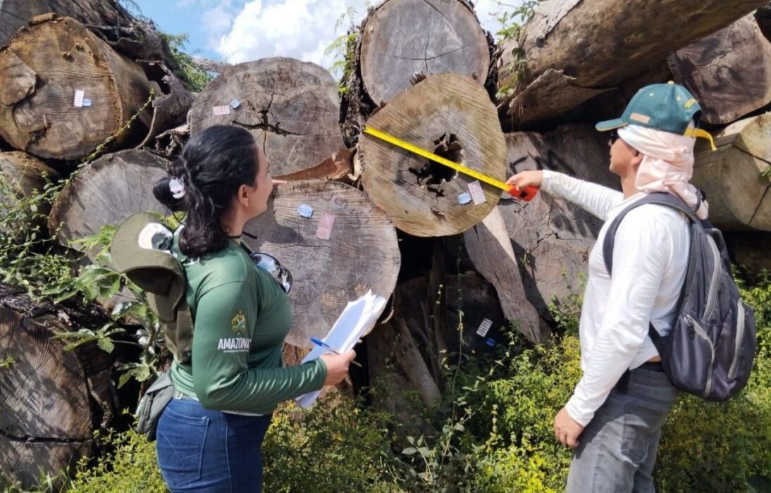 Ipaam libera 141 mil metros cúbicos de madeira para produção legal em agosto