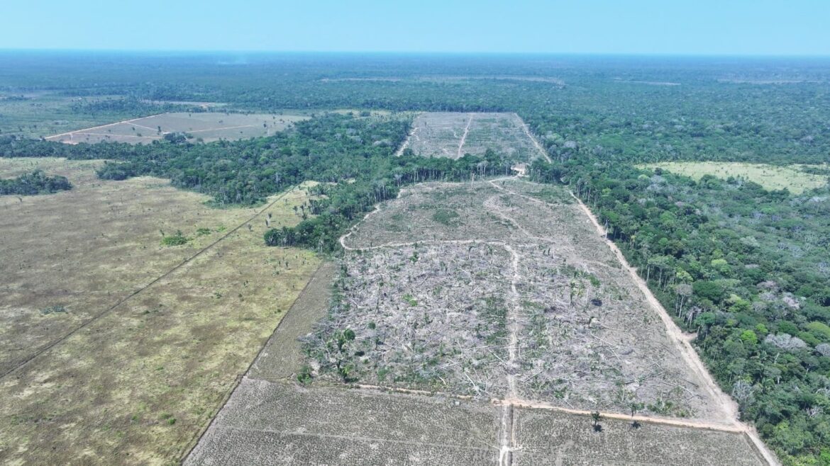 Ipaam aplica mais de R$ 30 milhões em multas na 4ª etapa da Operação Tamoiotatá 5