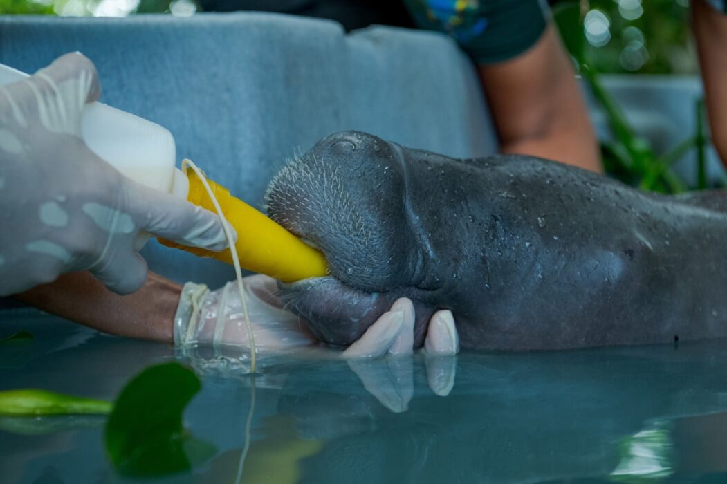 Filhote de peixe-boi é resgatado no interior do Amazonas