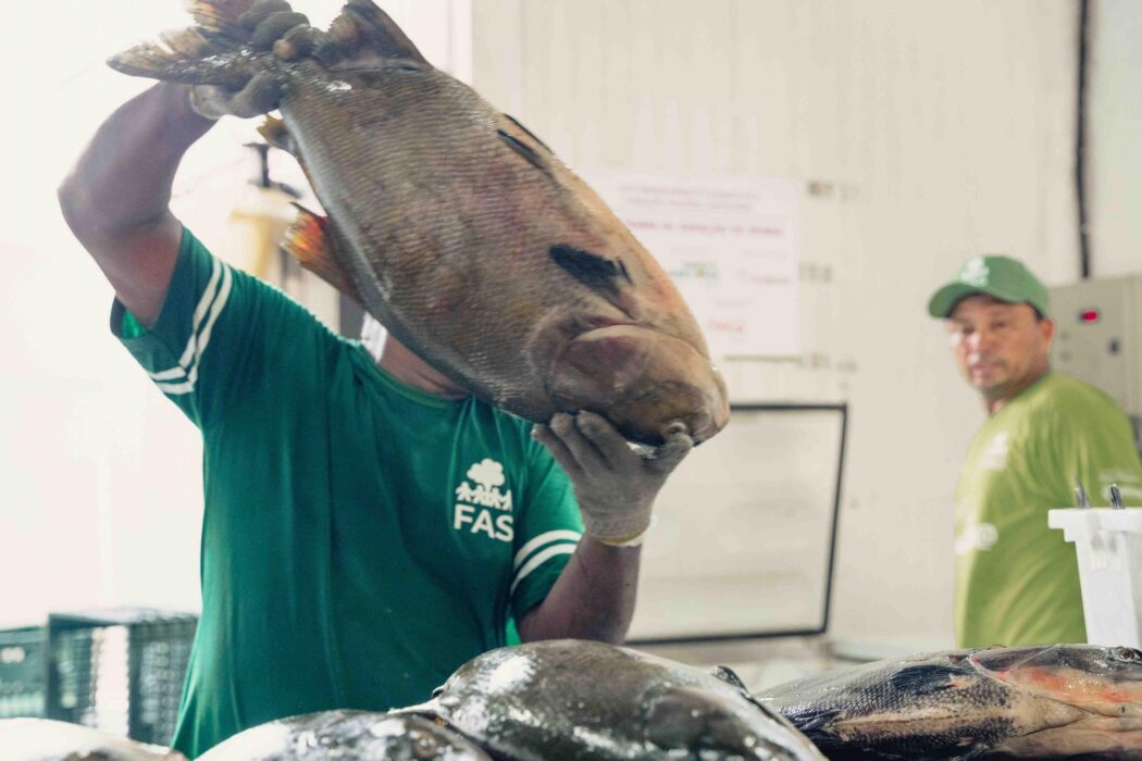 Pescado é oriundo de manejo de comunidades situadas na Reserva de Desenvolvimento Sustentável Mamirauá e visa apoiar 24 famílias