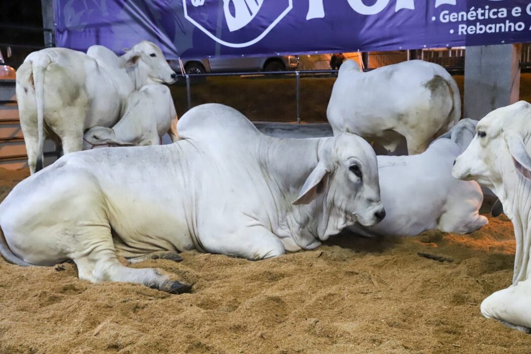 Expoagro 2025: Governo do Amazonas e Faea promovem o 1º Leilão de animais da pecuária