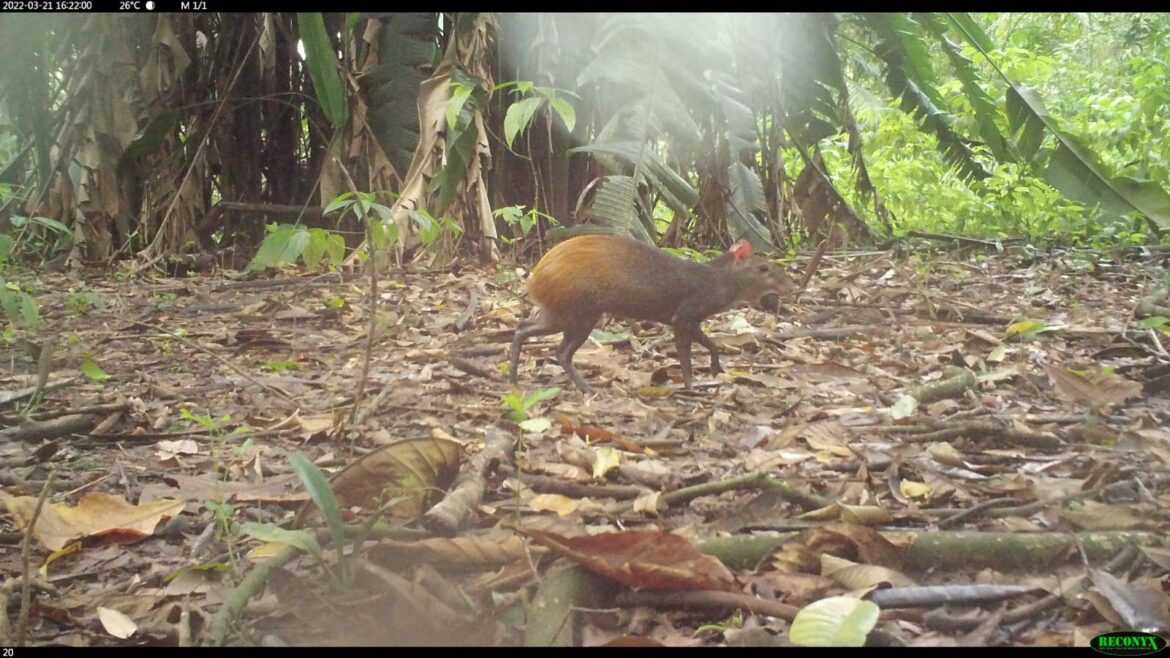 Inscrições abertas para minicurso do Inpa sobre registro de mamíferos silvestres na Amazônia
