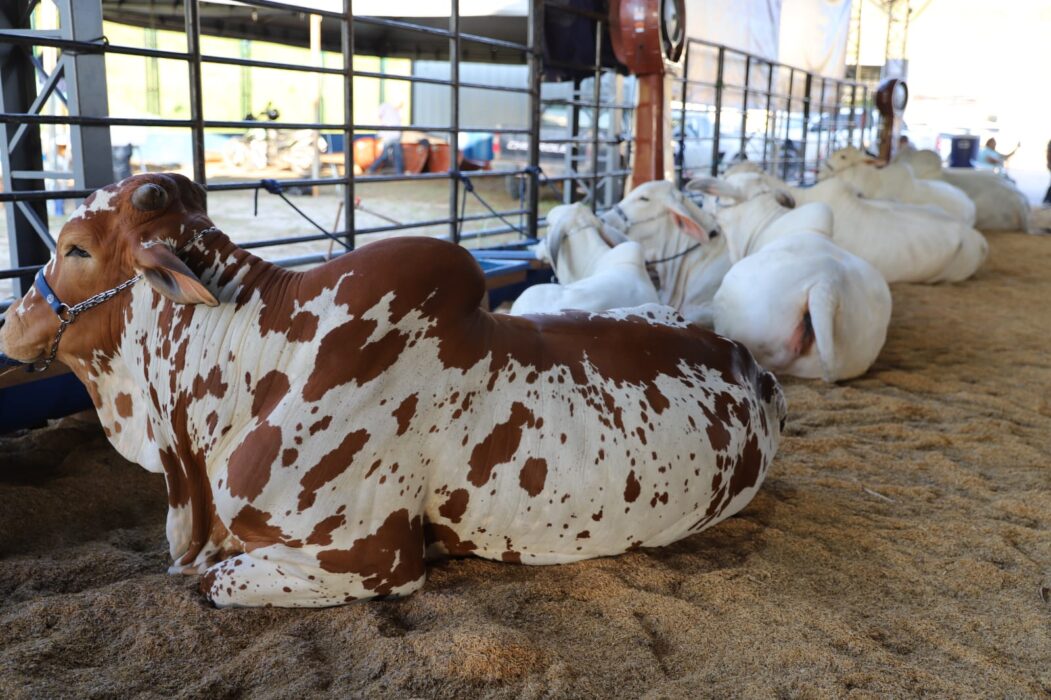 Expoagro 2025: Avanço genético e aumento na quantidade de animais em exposição marcam a 47ª edição