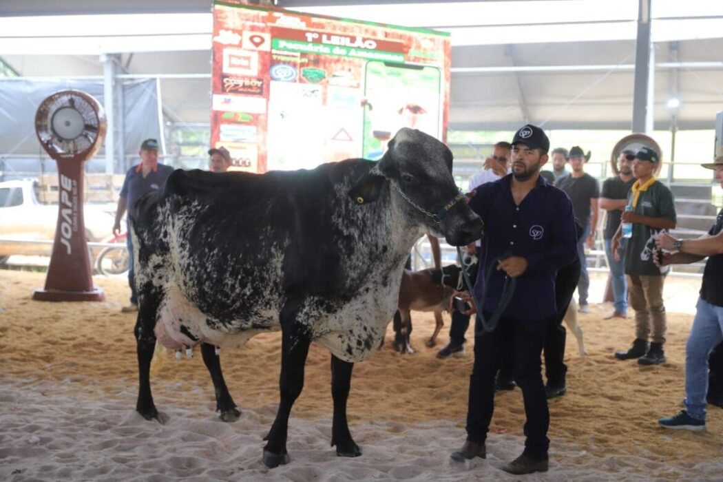 Expoagro 2025: primeiro Leilão Agropecuário arrecada R$ 337.9 mil e beneficia o Hospital de Amor