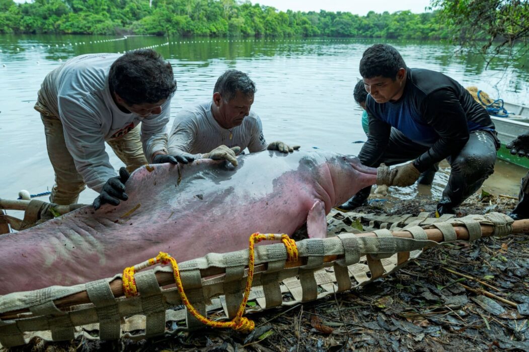 Captura científica de botos-vermelhos busca compreender ecologia e saúde da espécie na Amazônia Central