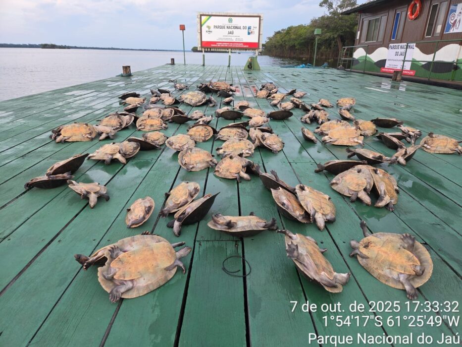Ibama apreende 117 quelônios  no Parque Nacional do Jaú