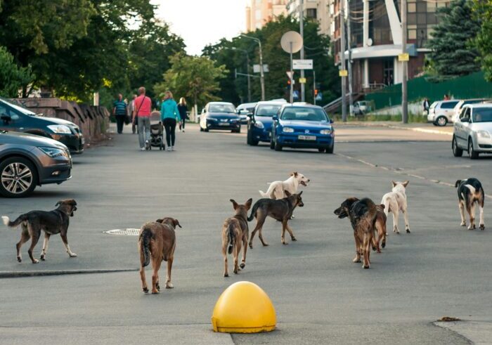 Projeto prevê desconto no IPTU para quem adotar animais abandonados no DF