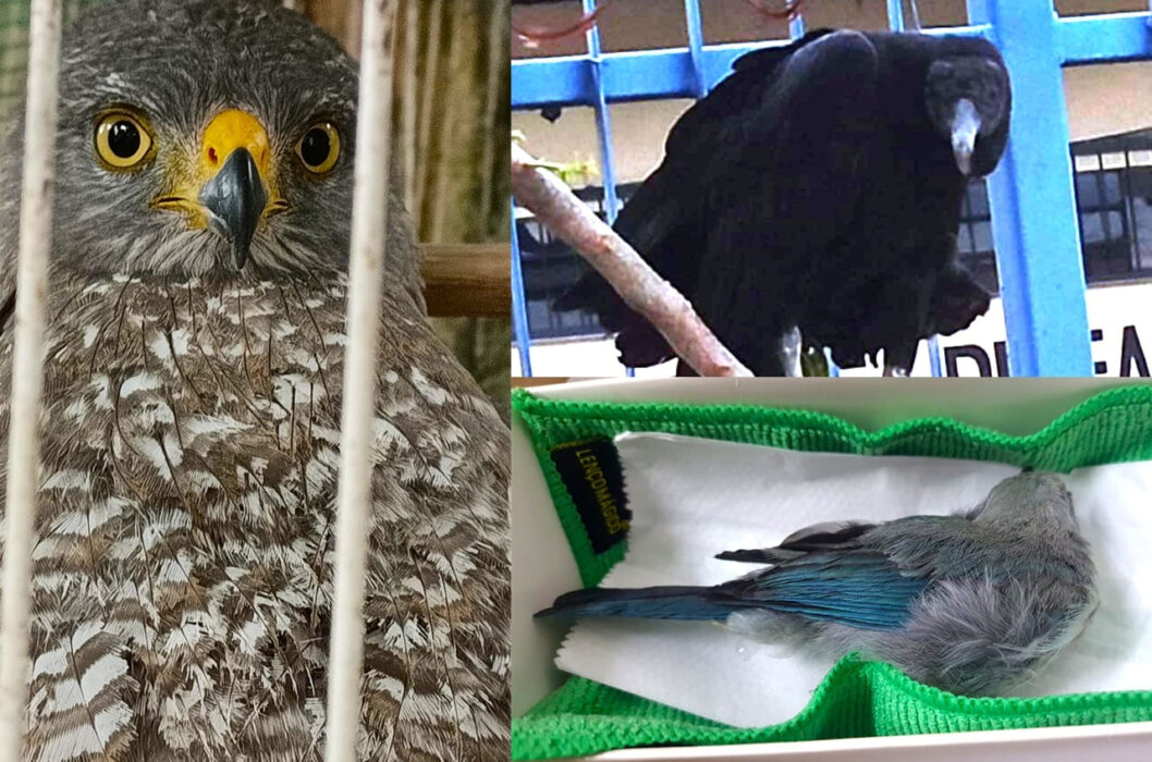 Ipaam reforça atuação na proteção da fauna silvestre com 37 resgates em outubro