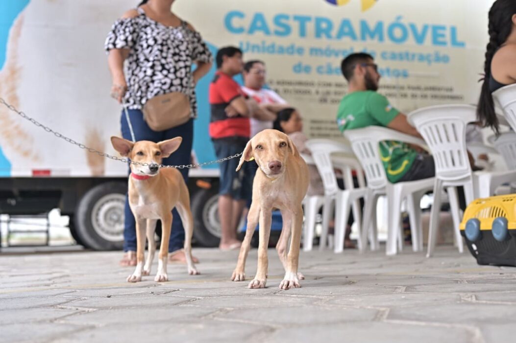 Castramóvel chega ao município de Carauari para castração e vacinação de animais