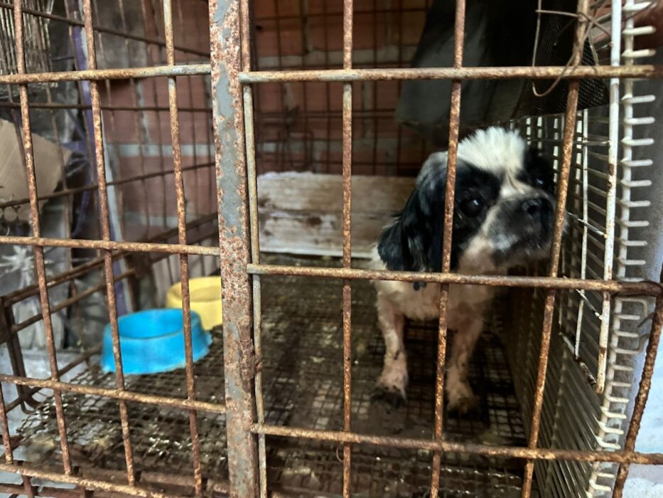 Mais de 20 animais são resgatados de canil clandestino desarticulado pela Sepet