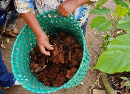 Tecnologia na Amazônia: entenda como inovação tecnológica monitora impacto ambiental e trabalho de agricultores