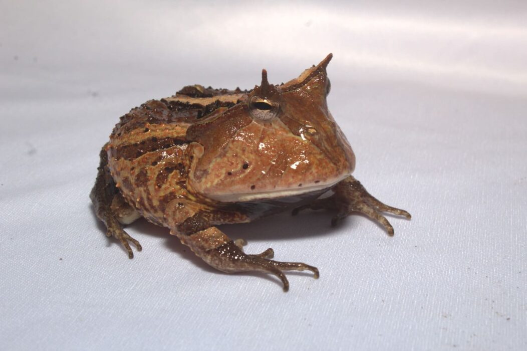 Anfíbios do Médio Solimões são protagonistas de evento científico no Amazonas