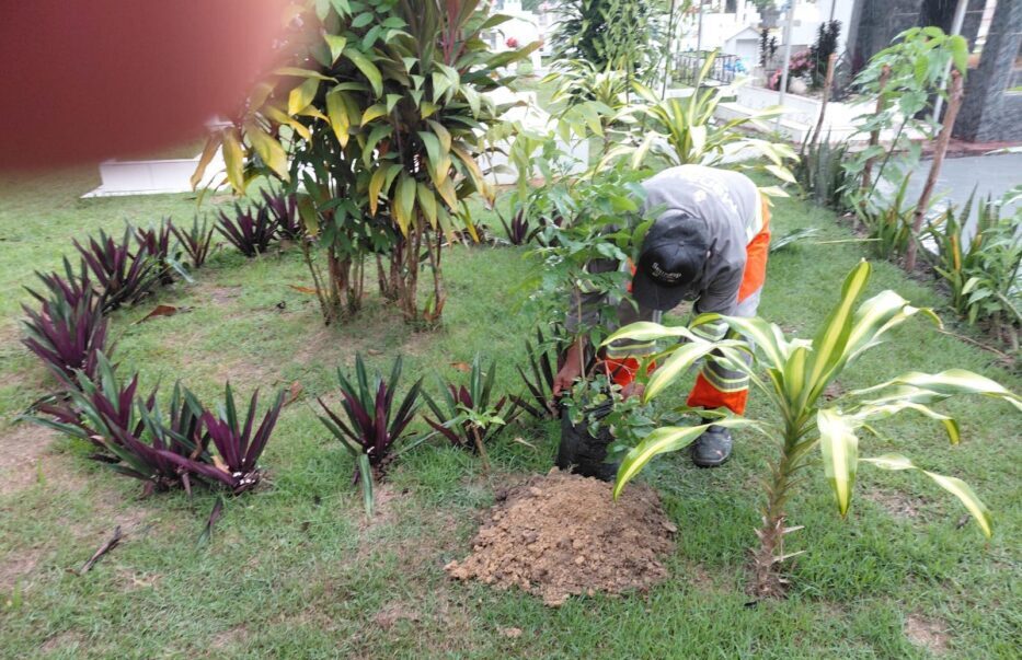 Prefeitura reforça arborização e acolhimento nos cemitérios com plantio de mudas de pau-pretinho
