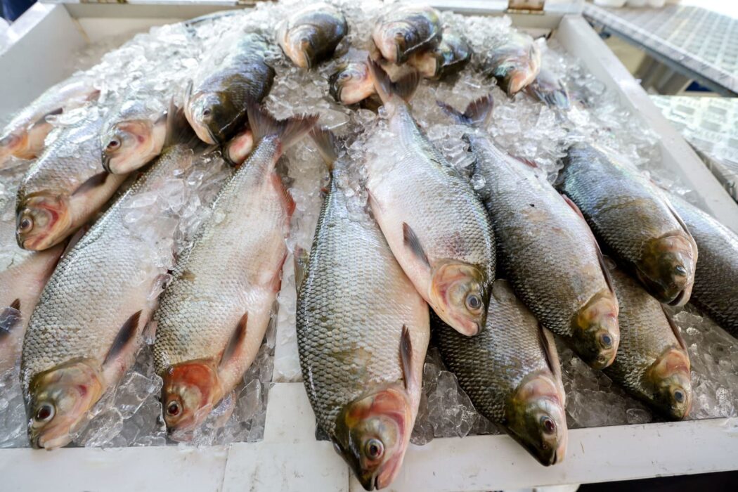Feirão do Pescado segue até este sábado, em dois pontos da capital