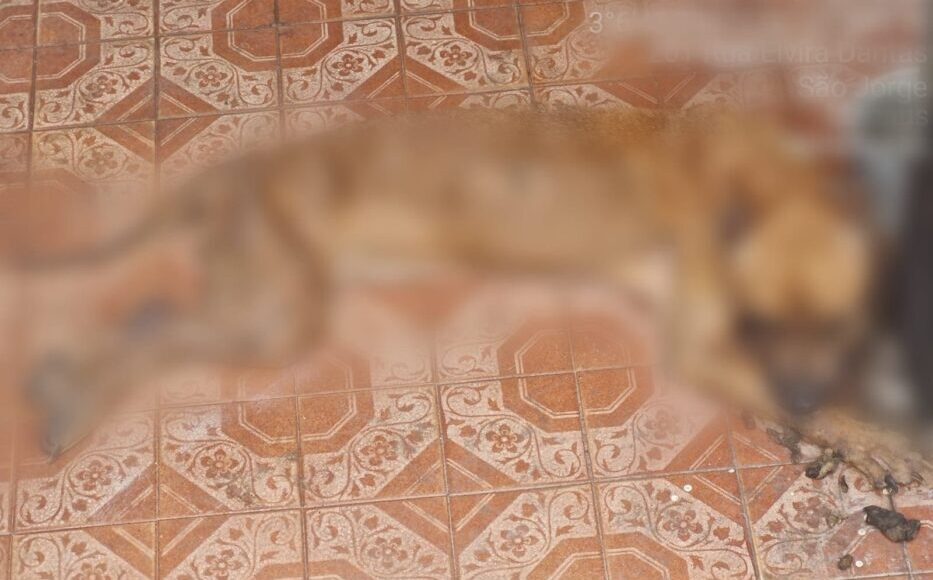 Polícia prende homem por maus-tratos contra um cão no bairro São Jorge