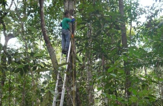 Estudo evidencia efeitos das mudanças climáticas sobre a diversidade arbórea na Amazônia e nos Andes