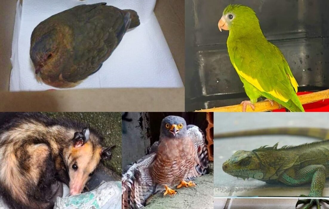 Animais silvestres resgatados em Manaus ao longo em 2025