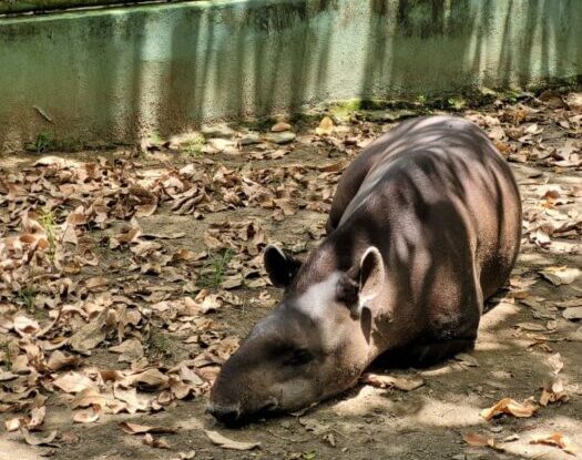 Projeto de pesquisa faz levantamento de animais presentes nos parques e museus de Manaus