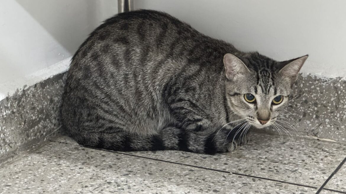 Gatos vítimas de maus-tratos são resgatados no Residencial Eliza Miranda, em Manaus