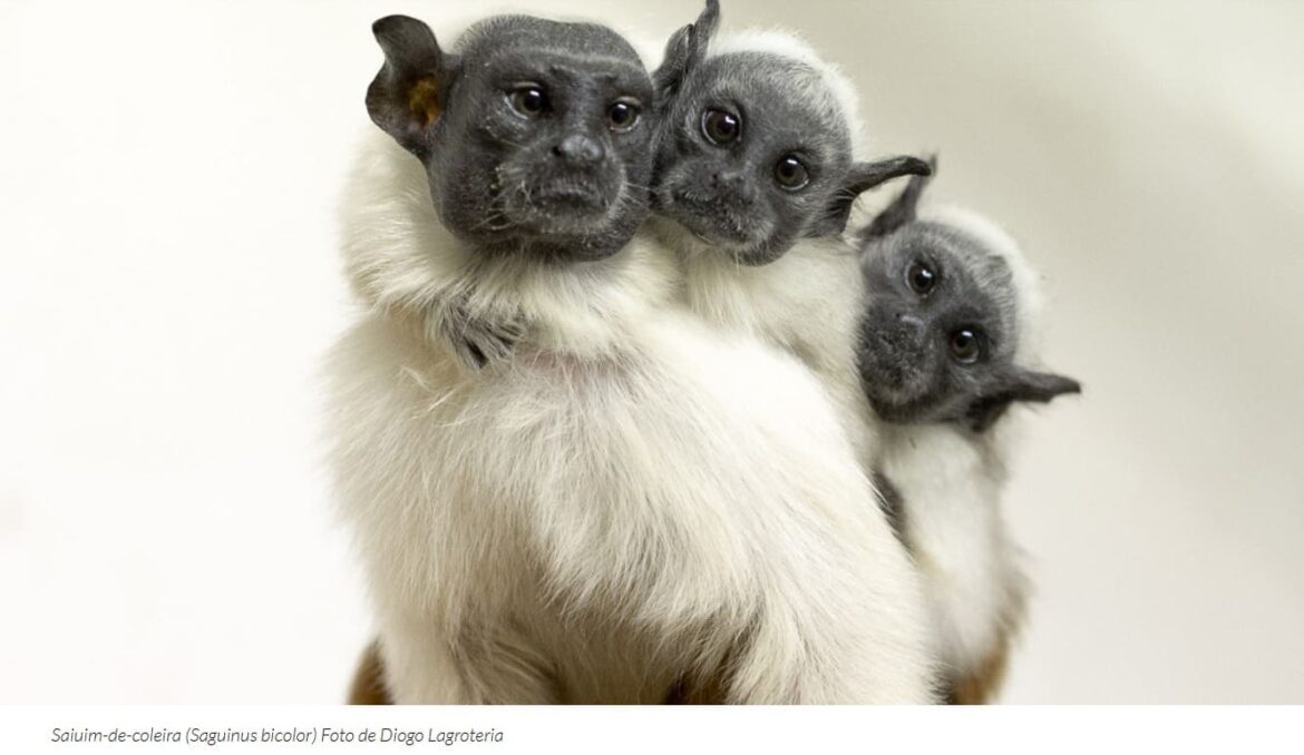 IBAMA fiscaliza empreendimentos em áreas de ocorrência do Sauim-de-coleira, espécie símbolo de Manaus