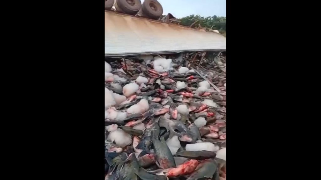 Vídeo: carreta cheia de tambaquis tomba na BR-319