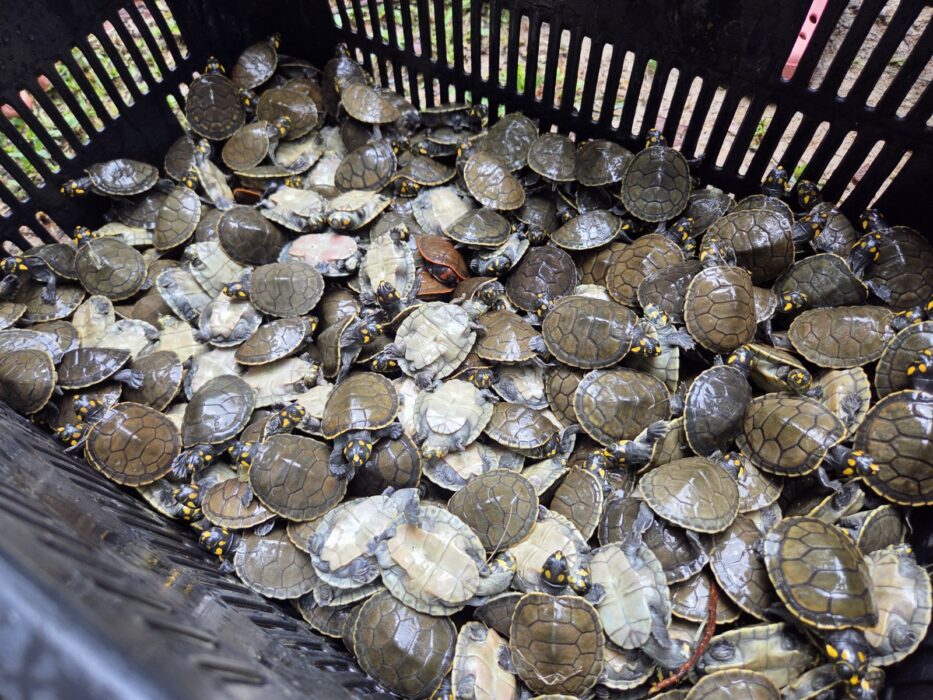 Mais de 56 mil filhotes de quelônios são soltos em comunidades da RDS do Uatumã