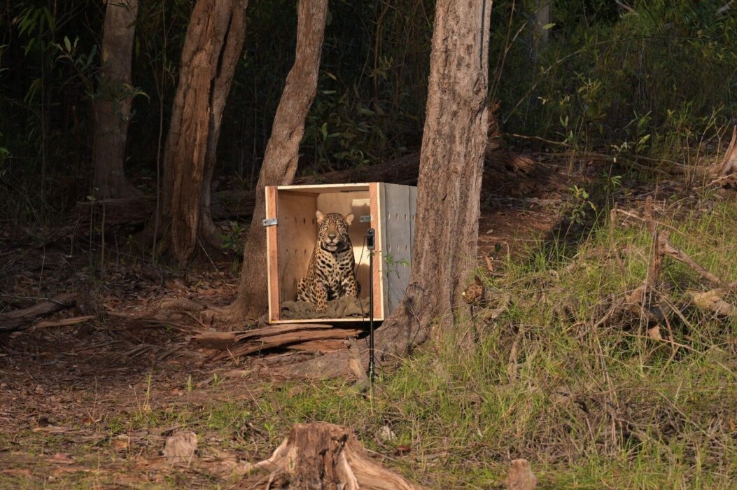 Sepet completa um ano com mais de 56 mil animais beneficiados e avanço das políticas de proteção animal no Amazonas