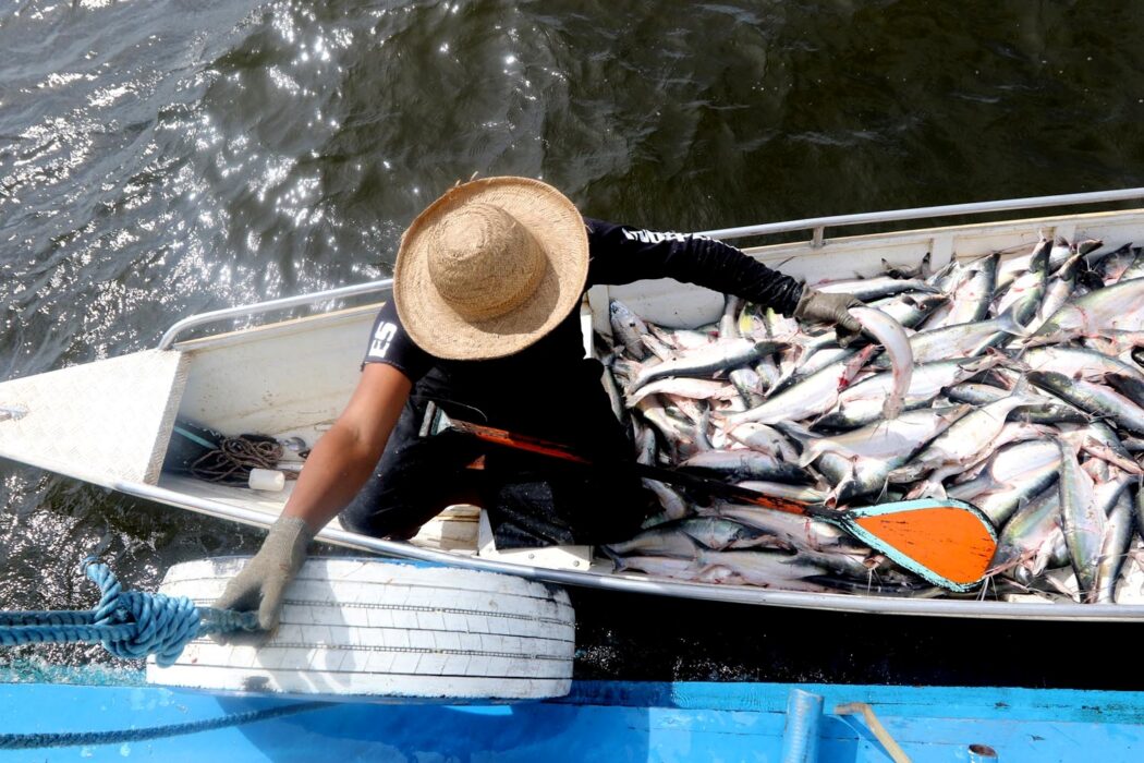 Pesca ordenada do mapará tem início nesta segunda-feira, no Careiro da Várzea 