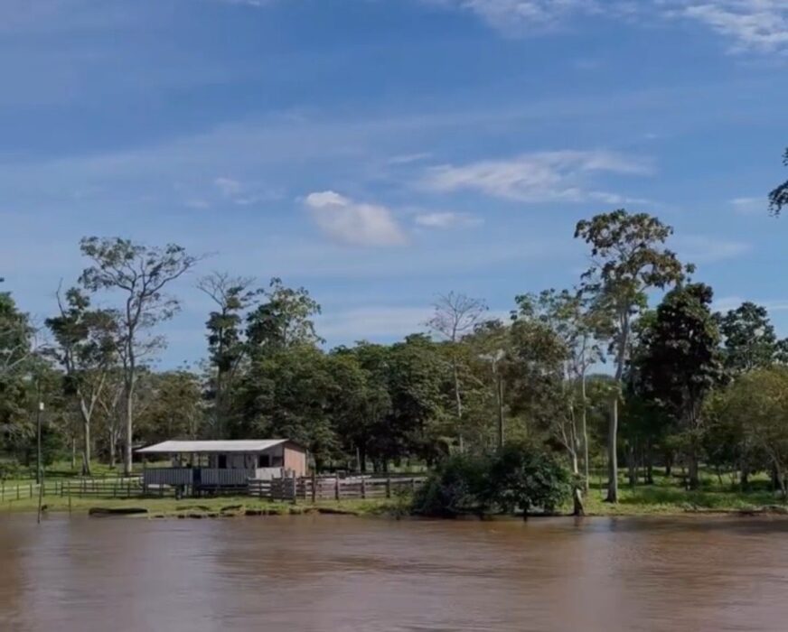 Dia Internacional das Florestas e da Árvore: futuro sustentável depende da colaboração internacional para preservação das áreas verdes