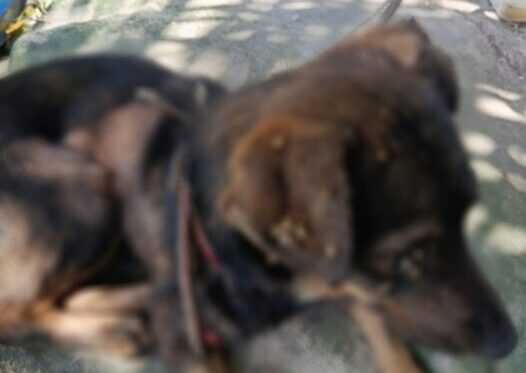 Polícias prendem homem por maus-tratos contra três cães no bairro Gilberto Mestrinho