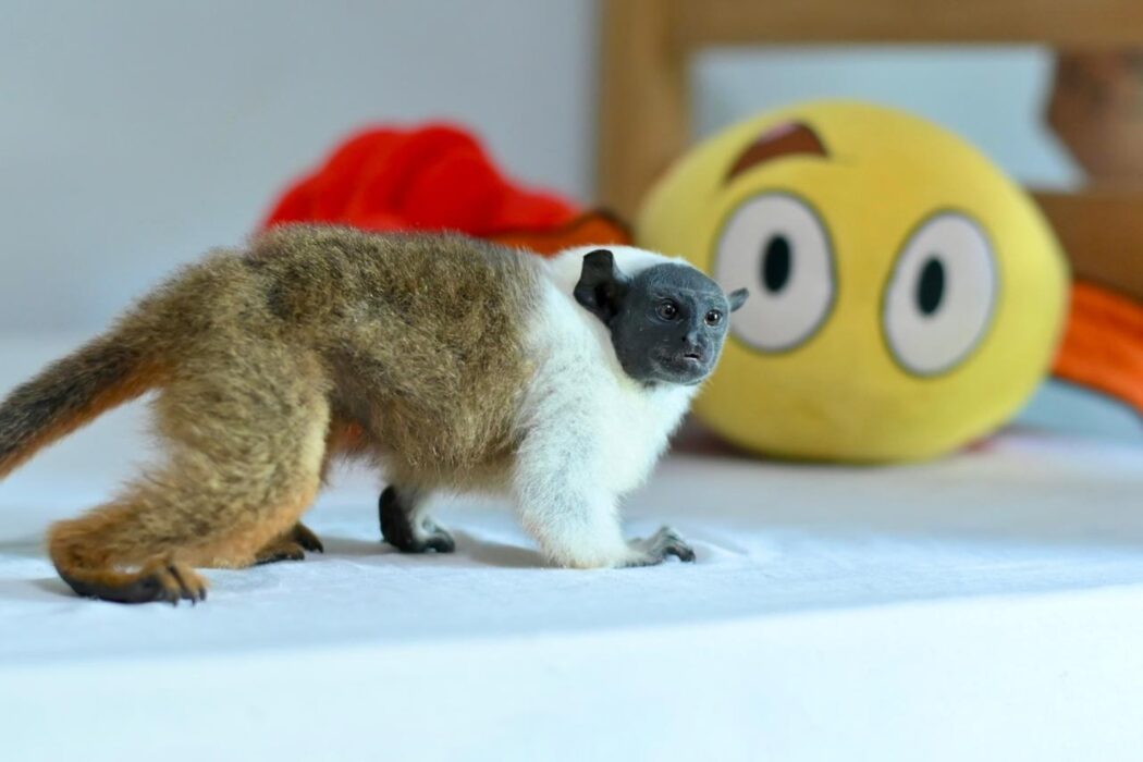 Símbolo de Manaus, sauim-de-coleira é resgatado pelo Ipaam no bairro Nova Cidade