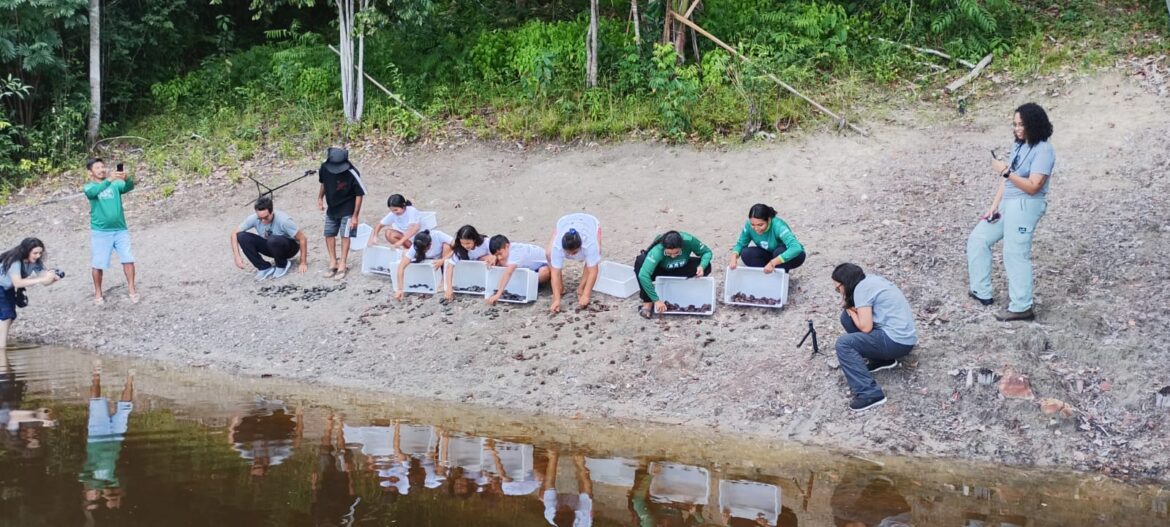 Soltura de quelônios mobiliza comunidades e fortalece conservação na RDS Puranga Conquista