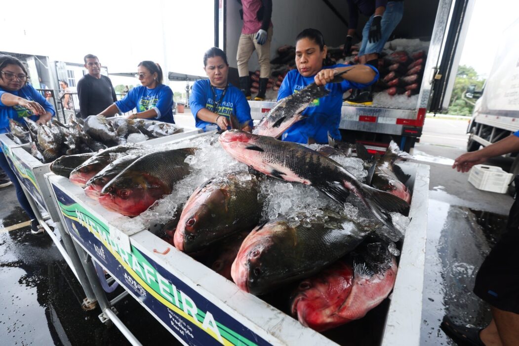 Peixe no Prato Solidário: Programa movimenta a economia com a compra de 470 toneladas de pescado para a população