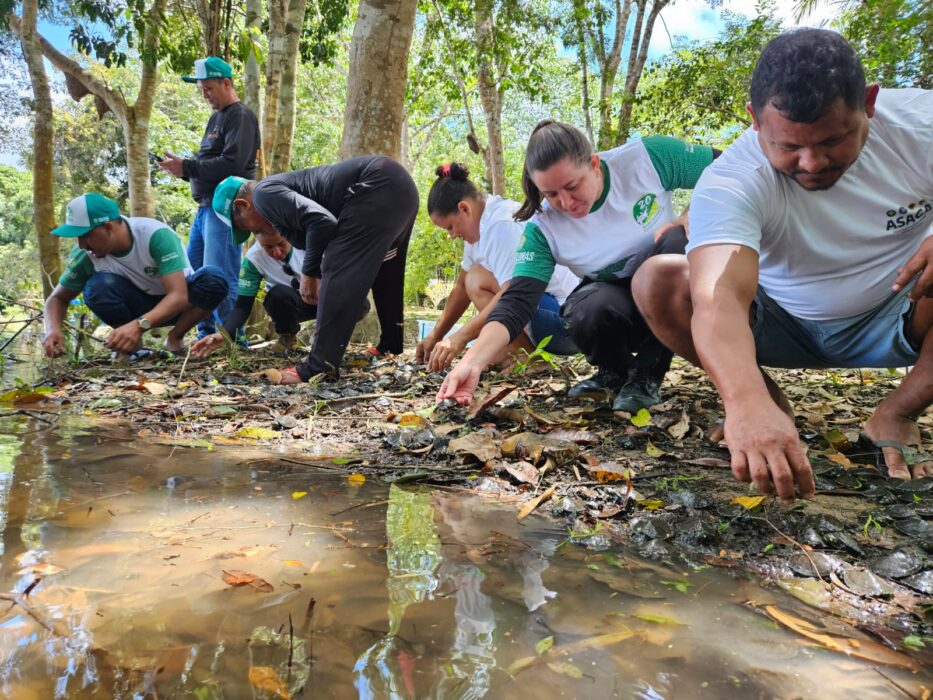 Sema realiza soltura de mais de 2,5 mil quelônios no sul do Amazonas