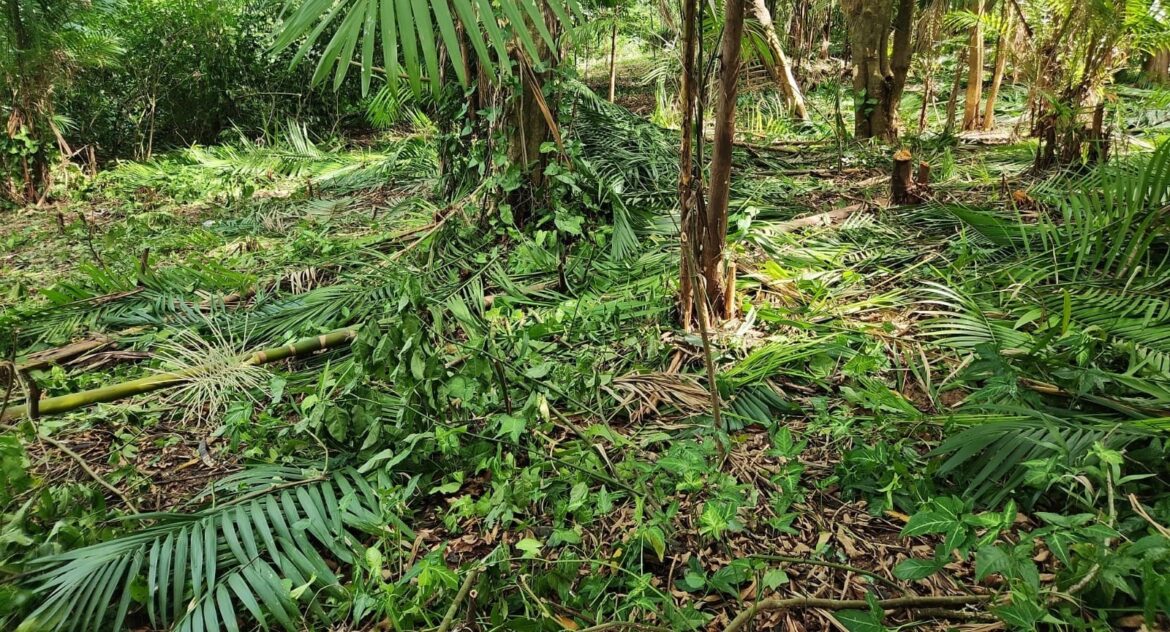 Polícias prendem 23 pessoas e apreendem dois adolescentes por desmatamento em área de preservação