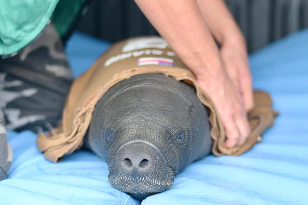 Henrique Almeida/Ipaam