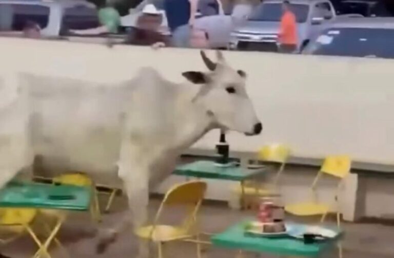 Boi invade área de público durante leilão e causa correria e pânico entre frequentadores