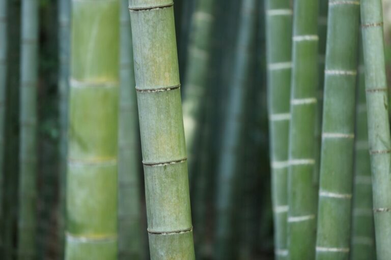 Bambu reúne propriedades que ampliam seu uso no lar