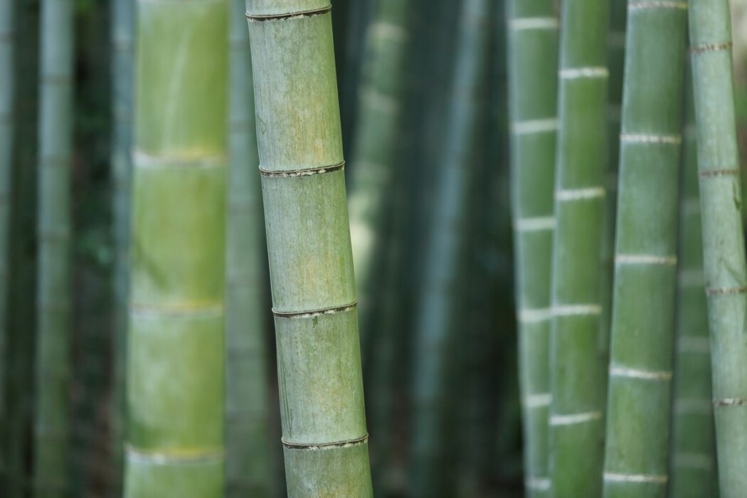Bambu reúne propriedades que ampliam seu uso no lar