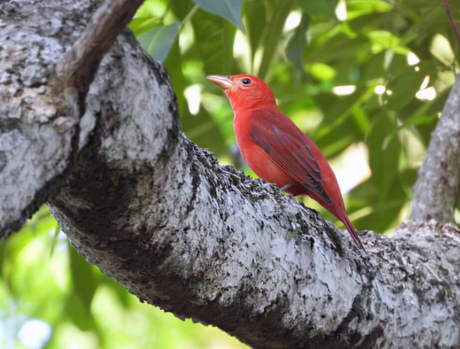 Aves migratórias utilizam o Amazonas como rota de passagem, alerta Ipaam