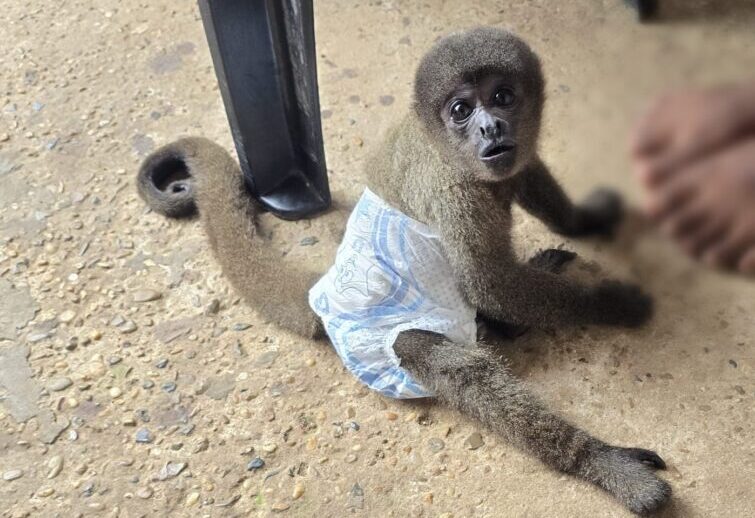 Casal investigado por tráfico de drogas, foi preso com arma e macaco silvestre em cativeiro