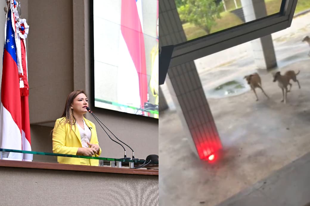 Após denúncia, deputada Joana Darc cobra punição por maus-tratos contra cães comunitários em Vila Militar de Manaus