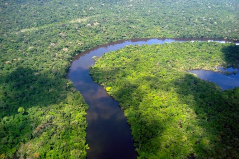 Amazonas reduz desmatamento em 14,6% em 2025, aponta relatório do MapBiomas